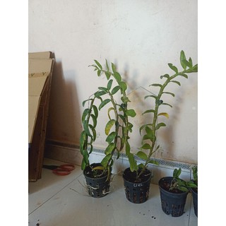 Hoa lan Di Linh xuân thác bay, châu như, di linh, nù tam bố