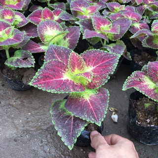 Cây lá gấm đỏ xanh trồng bầu đen ổn định,sinh trưởng nhanh