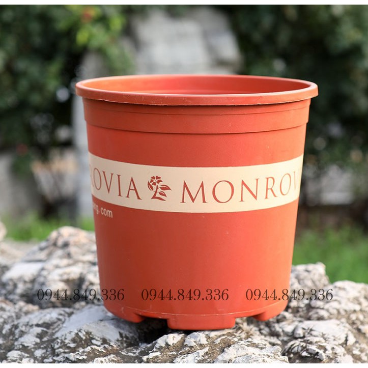 CHẬU NHỰA MONROVIA SỐ 1  - CHẬU NHỰA TRỒNG CÂY