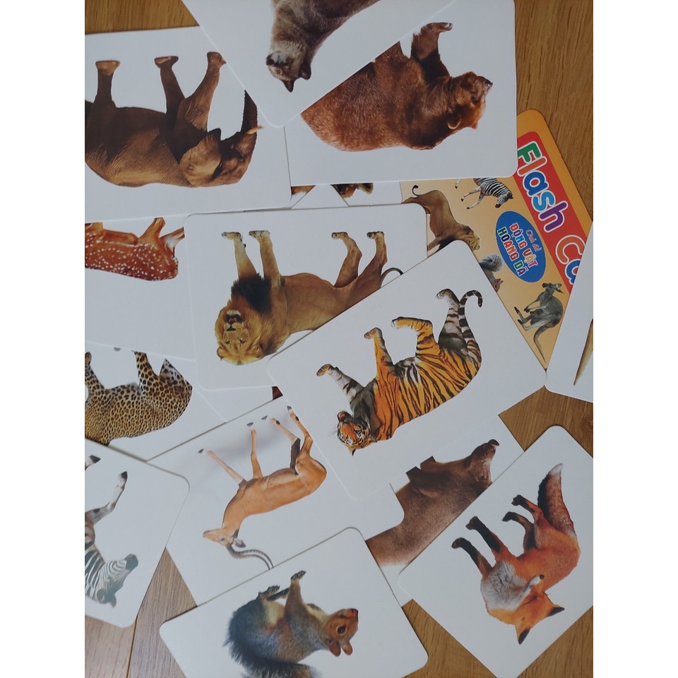 Thẻ học thông minh kích thước lớn 12x16cm chủ đề động vật hoang dã -  Flashcard TGXQ Glenn doman chuẩn