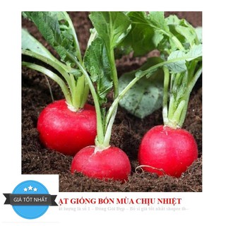 Gói 30 hạt củ cải đỏ mini