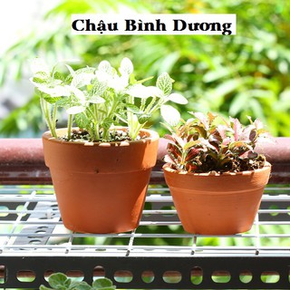 Chậu đất nung