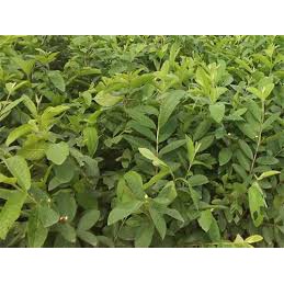 Cây ổi Nữ Hoàng TháiLan đang bông trái.