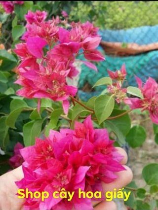 cây hoa giấy màu đỏ kép _cây hình 2 3