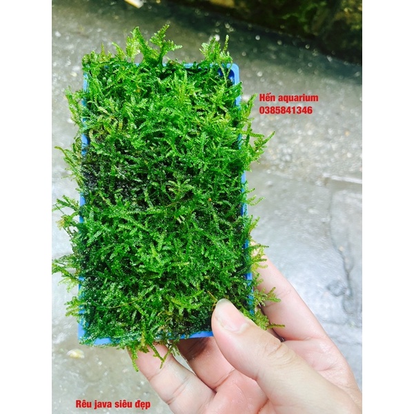 Rêu Java thuỷ sinh : siêu khoẻ và dễ trồng .vỉ to 18x8 cm