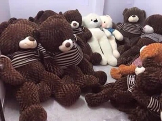 Gấu bông teddy giá sỉ