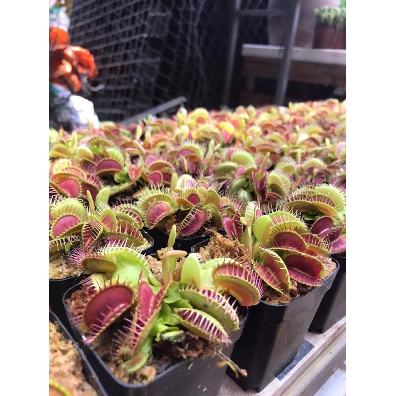 [FREESHIP] CÂY BẪY KẸP VENUS FLYTRAP, cây bắt mồi, cây bắt côn trùng, nắp ấm