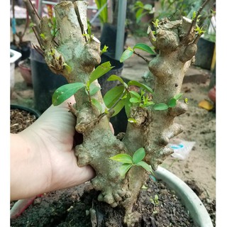 [Ảnh thật]Cây Mai Chiếu Thủy Trung Nu Nhánh Chiết gốc to. 4-6cm