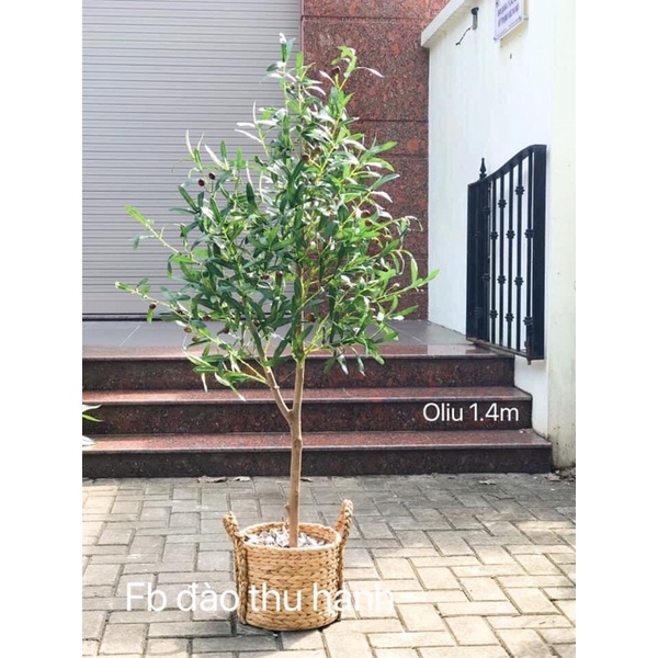Cây oliu giả 1m4 tặng kèm giỏ siêu xinh.