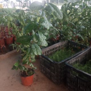 Cây chanh vàng eureka
