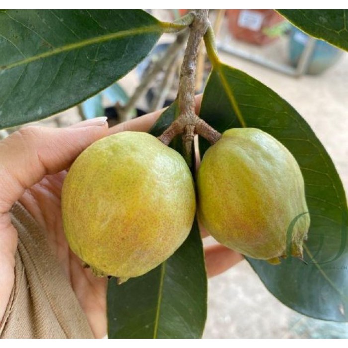 Cây Mận Lý
