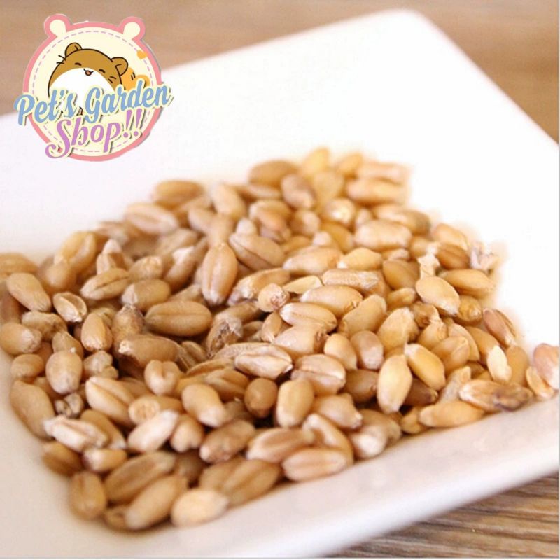 Hạt giống trồng cỏ lúa mì - Thức ăn cho mèo, hamster, thỏ...