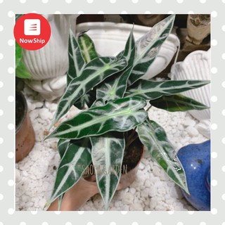 HÀNG ĐỘC QUYỀN - Cây Môn quan âm - Alocasia Bambino Arrow - Chậu cây cảnh để bàn nội thất văn phòng cực hot