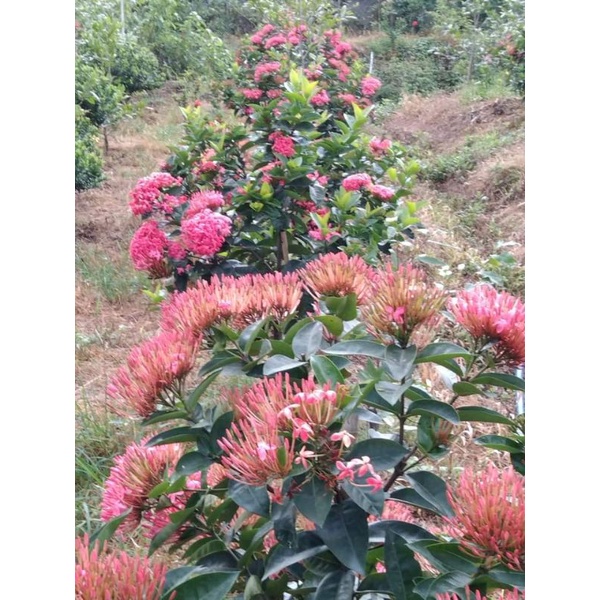 cây trang mỹ hồng cốt cao 30-40cm