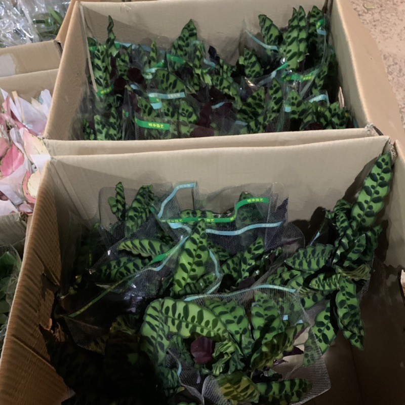 Cây đuôi phượng trồng bình thủy sinh cao 25cm, xanh tươi quanh năm, rất dễ chăm sóc, cây để bàn và trồng nội thất