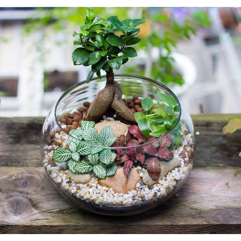 Bể Cá Tròn Phù Hợp Nuôi Cá Văn Phòng, Bàn Làm Việc | Hồ Tròn Setup Terrarium