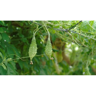 Khổ Qua Rừng RĐ 52 - Rạng Đông