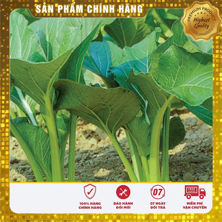 Hạt giống rau cải ngọt cọng xanh goi 20 gram hạt giống