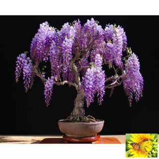 Hạt giống Hoa Tử đằng (5 hạt)