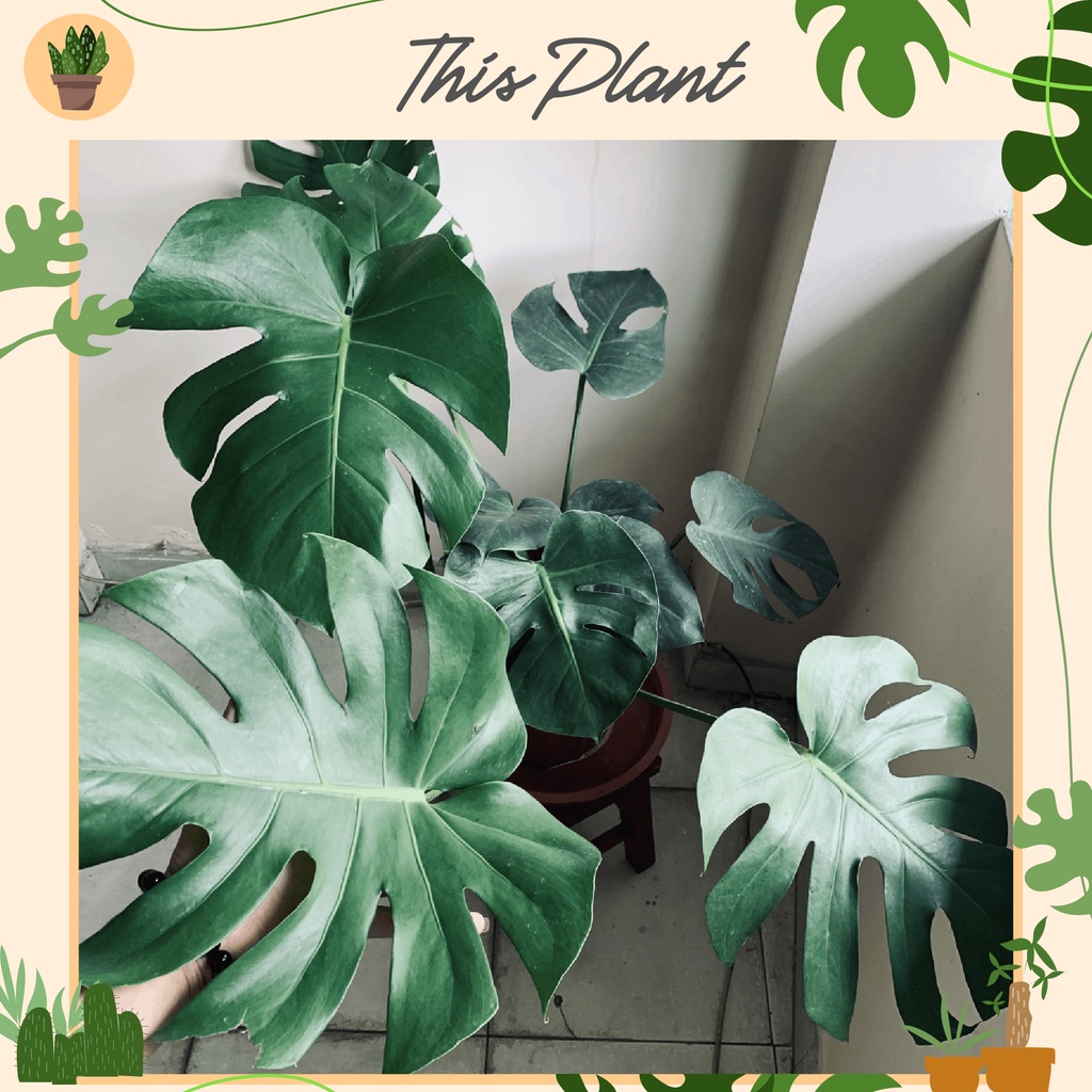 Monstera Deliciosa ( Trầu Bà Lá Xẻ Nam Mỹ ) - Lọc không khí - Cây trang trí nội thất