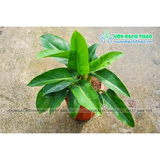 Cây Đại Đế Xanh (Trầu Bà Đế Vương Xanh)