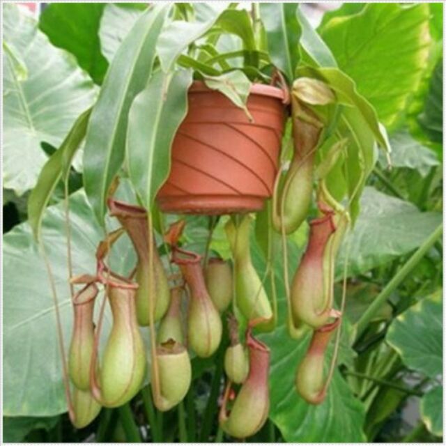 Hạt Giống cây nắp ấm