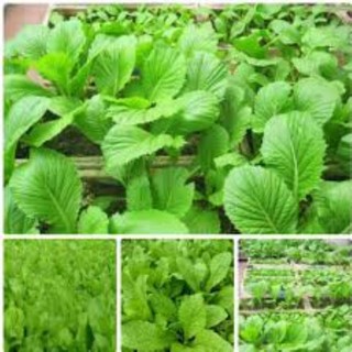 Hạt giống rau cải mơ gói 20gr
