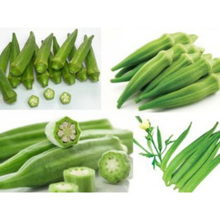 sét 15 hạt đậu bắp xanh quả dài năng xuất cao