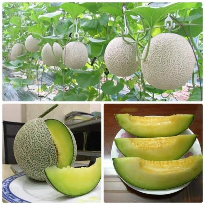 Hạt giống dưa lưới ruột xanh cao cấp Trang Nông gần 80 hạt
