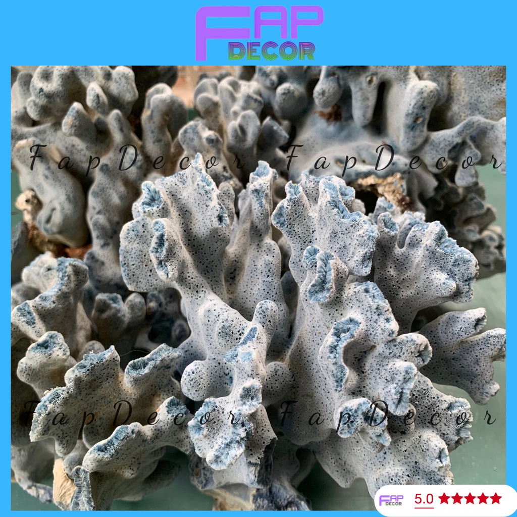 SAN HÔ BÔNG RẠN XANH TỰ NHIÊN PHONG THỦY CAO CẤP HÀNG HIẾM TRANG TRÍ THỦY SINH BỂ CÁ - FAPDECOR
