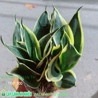Lưỡi hổ thái xanh