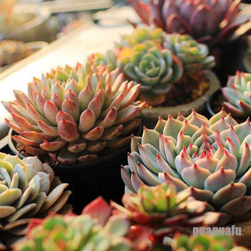 Đèn LED USB 10W DC 5V Kích Thích Sự Phát Triển Của Cây Trồng