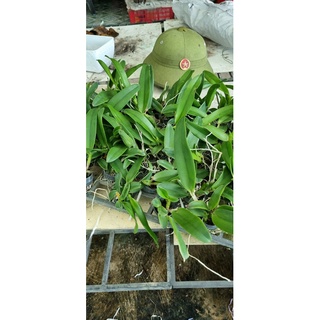 HOA LAN CATT RỒNG LỬA CÂY GIỐNG(5-10CM)