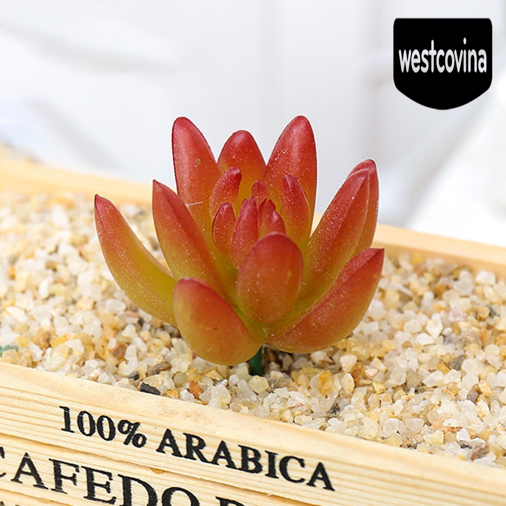 [Hot]☀ 1 Cây Mọng Nước Nhân Tạo Nhiều Màu Sắc Dùng Trong Trang Trí