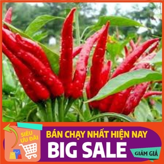 [ Hạt Giống Xanh ] 100H - Hạt giống ớt chùm chỉ thiên F1