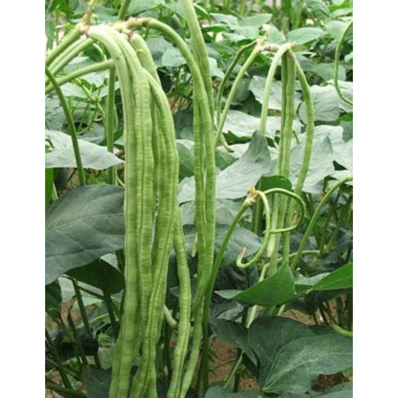 Hạt giống đậu đũa trái dài gói 15gr