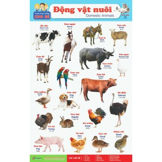 🌹Bảng chữ cái lò xo,tranh treo tường 6 tờ,,12 chủ đề song ngữ ,in rõ nét ,màu đẹp