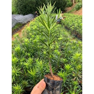 combo 2 CÂY GIỐNG TÙNG LA HÁN ( CÂY CAO TẦM 35CM )