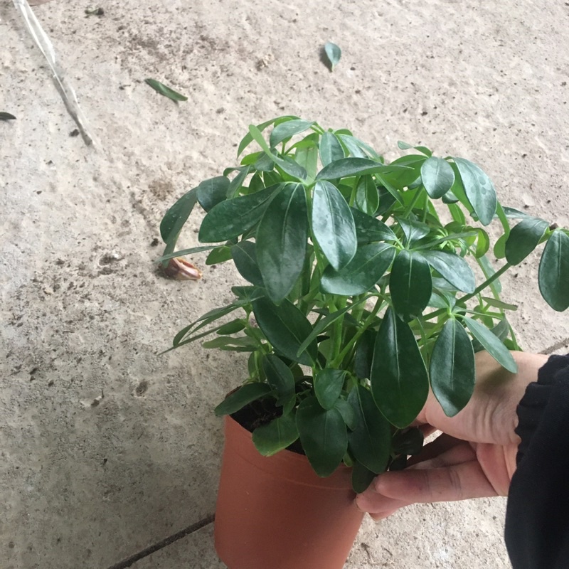 Cây Ngũ Gia Bì Mini Để Bàn Phong Thuỷ,Trang Trí Phòng,Bàn Làm Việc