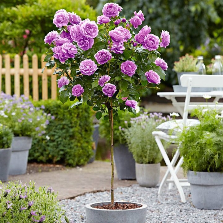 Hạt giống hoa hồng thân gỗ Tree Rose nhiều màu 20 hạt_ tặng kèm 3 viên  nén ươm hạt