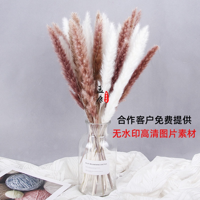 Hoa khô trang trí Cỏ lau nhọn khô màu đẹp trang trí decor phòng cắm lọ cao (60-70cm)