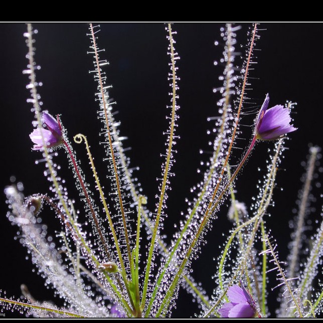 Bộ gieo hạt Giống Cây Gọng Vó Drosera Byblis liniflora cỏ cầu vồng