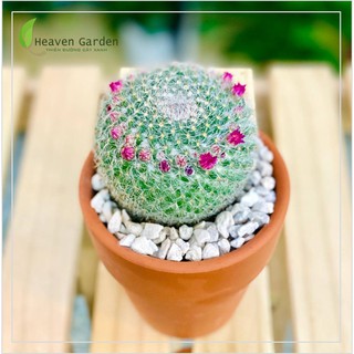 Cây Xương rồng Bánh Sinh Nhật (Cây để bàn)