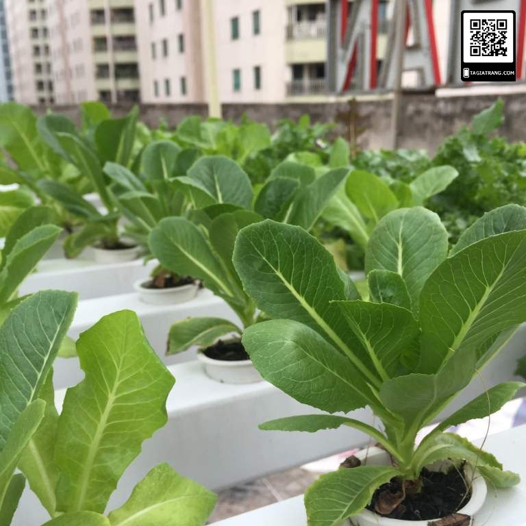 Hạt giống rau xà lách Romaine xanh - Shop hạt giống Tạ Gia Trang | Gói 2g