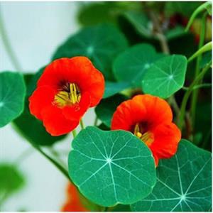 Hạt Giống Hoa Sen Cạn F1 loại mix nhiều màu hoa nở đẹp dễ trồng