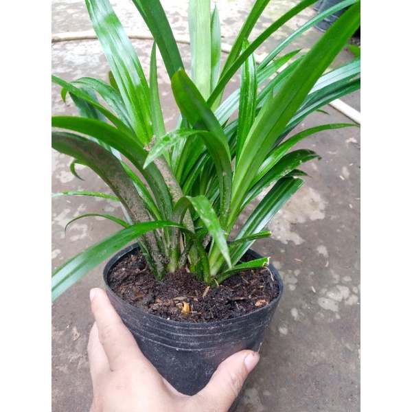 Chậu Cây lá dứa, lá nếp thơm
