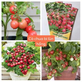 CÀ CHUA BI LÙN HỒNG