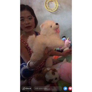 Gấu Phạm Hạ Quân