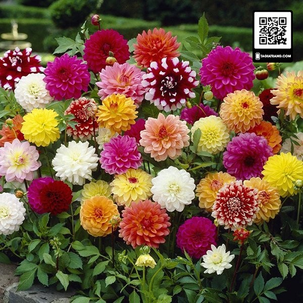 Hạt giống hoa thược dược lùn mix màu (cúc Đại Lý)