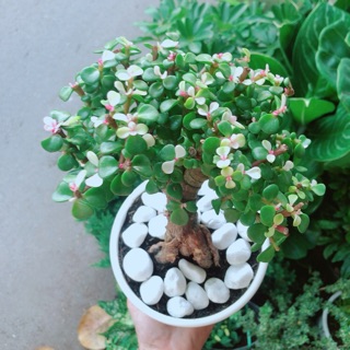 Chậu Cây Đô La Thân Cổ Thụ